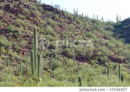 Arizona Cactus Benkei Column Saguaro 43589367