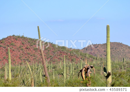 Arizona Cactus Benkei Column Saguaro Arizona Cactus Benkei Column Saguaro 43589371