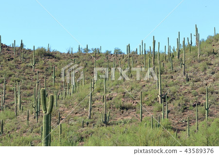 Arizona Cactus Benkei Column Saguaro 43589376