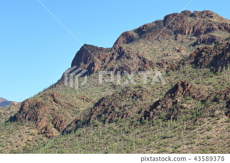 Arizona Cactus Benkei Column Saguaro 43589378
