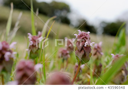 野草 野草 43590348