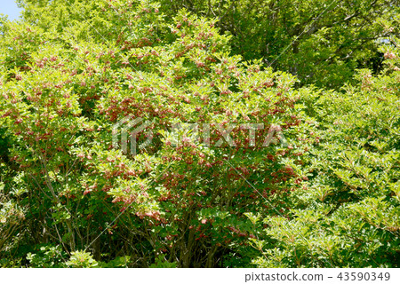 Salasa Doudin 43590349