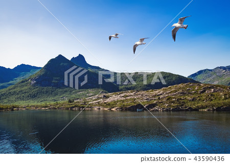 Landscape of Norway in the summer Landscape of Norway in the summer 43590436