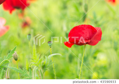 A field of poppies. Sunlight shines on plants. Red spring flowers A field of poppies. Sunlight shines on plants. Red spring flowers 43590933