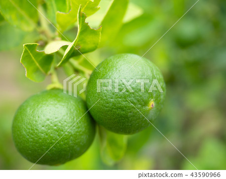 Green lime on the tree background. 43590966