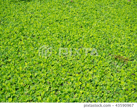 Water lettuec, Aquatic Plant. 43590967