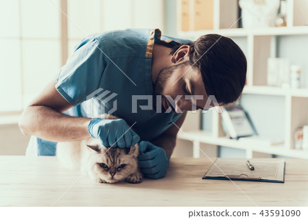 Male Doctor Veterinarian Examining Cute Grey Cat 43591090