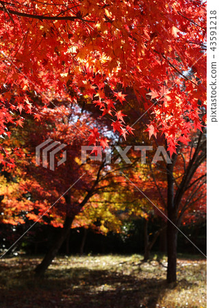 Tottori Shiki's Walk Autumn Chito Suwa Shrine 43591218
