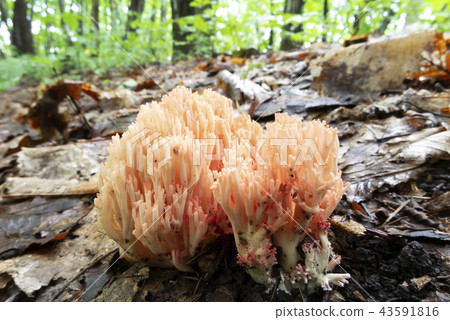 Hanahou Kitake Sapporo City 43591816