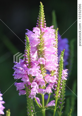 Fisostegia 43592066