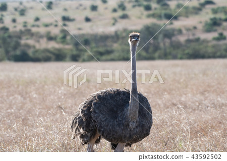鴕鳥馬賽馬拉 43592502