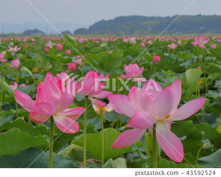 A lotus A lotus 43592524