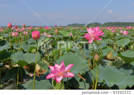 一朵蓮花 一朵蓮花 43592572