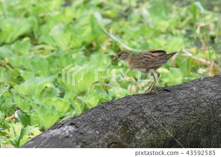 White-browed Crake Amaurornis cinerea 43592585