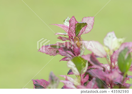 Background image of leaves 43592593