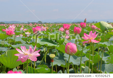 A lotus A lotus 43592625