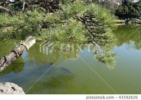 Pine tree of Kiyosumi garden Pine tree of Kiyosumi garden 43592626