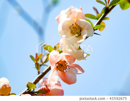 Blurred flowers Blurred flowers 43592675