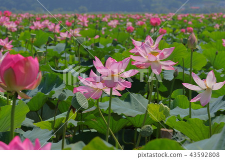 一朵蓮花 一朵蓮花 43592808