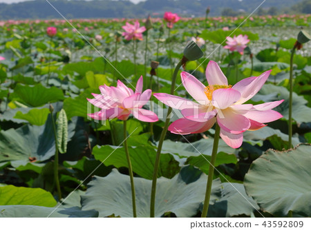 一朵蓮花 43592809