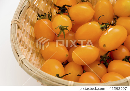 黃色迷你番茄（愛子） 43592997