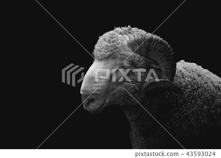 Saxon Merino Rams. Saxon Merino Rams. 43593024
