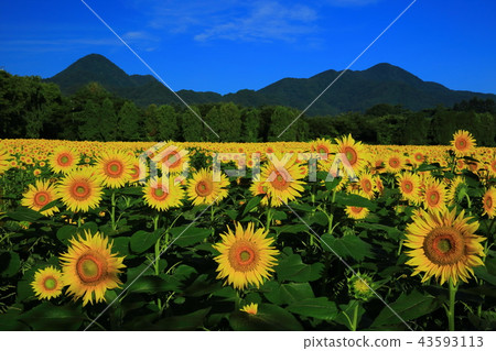 Nanchangsan and sunflower field Nanchangsan and sunflower field 43593113