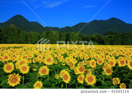Nanchangsan and sunflower field Nanchangsan and sunflower field 43593114
