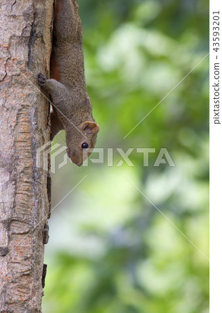 The squirrel is on the tree. 43593201