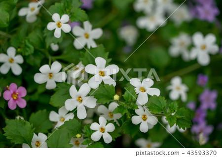Bacopa Copia Bacopa Copia 43593370