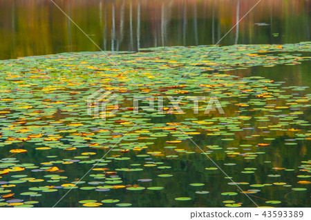 「秋天的志賀高原一沼蓮花」 43593389