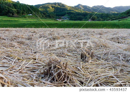 After harvesting After harvesting 43593437