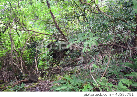 Mountain road Mountain road 43593791