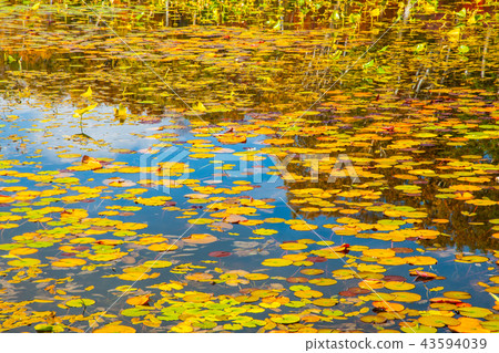 "Fall leaves at the lotus pond in Shiga Kogen "Fall leaves at the lotus pond in Shiga Kogen 43594039