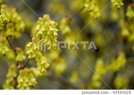 Hyuga mizuki Hyuga mizuki 43595029