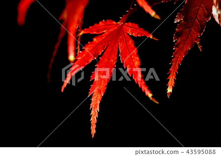 秋天的樹葉 秋天的樹葉 43595088