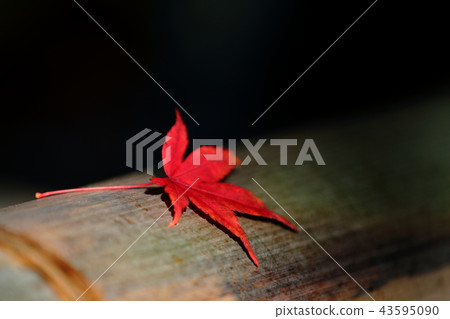 秋天的樹葉 秋天的樹葉 43595090