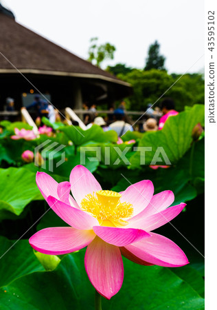 千葉縣 千葉公園 照片素材 圖片 圖庫