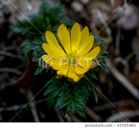 Adonis ramosa 43595460
