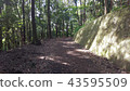 山坡森林公路 43595509