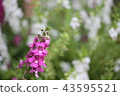 Angelonia 43595521