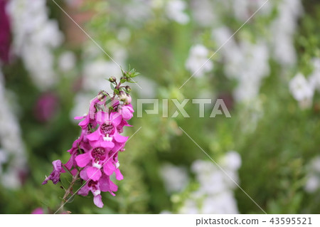 Angeronia Angeronia 43595521