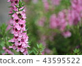 Angelonia 43595522