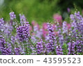 Angelonia 43595523