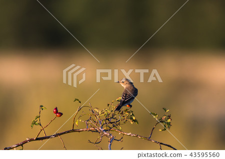 Spotted flycatcher on a twig 43595560