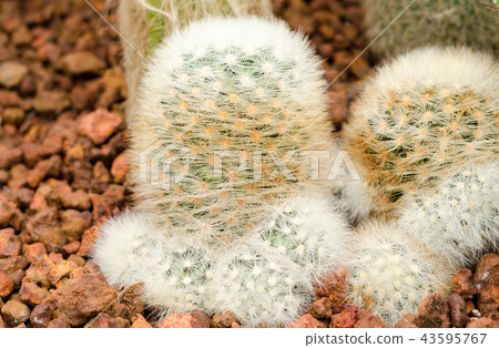 mammillaria cactus plant mammillaria cactus plant 43595767