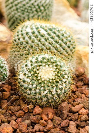 cactus plant 43595768