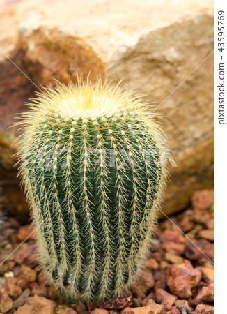Parodia Claviceps Spegazz cactaceae 43595769