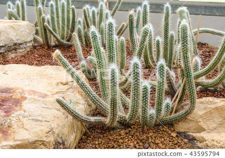 cactus 43595794