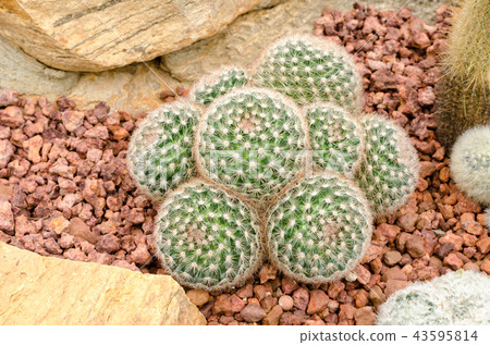 Mammillaria cactus plant Mammillaria cactus plant 43595814